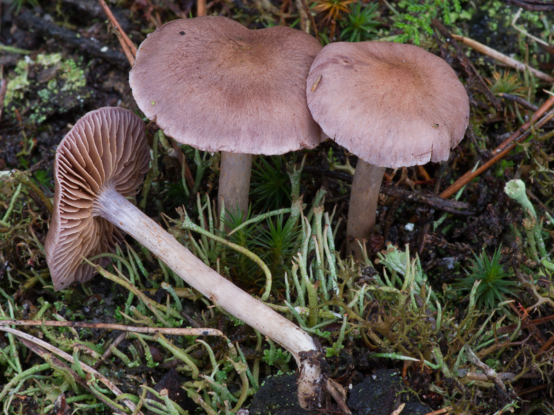 Cortinarius anomalellus